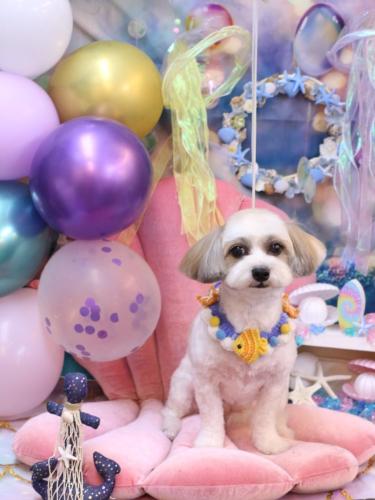 20240822もっぷちゃん